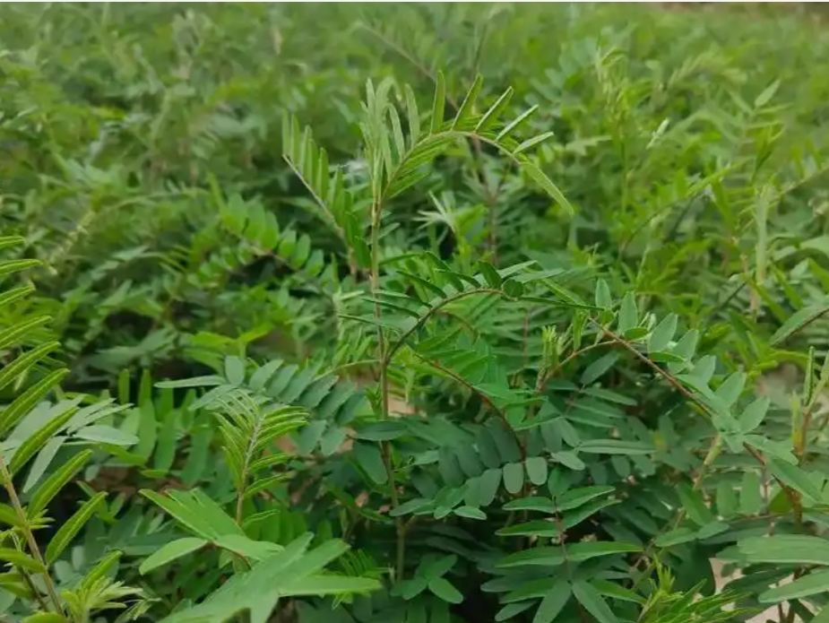 黄芪的种植方法,黄芪栽培管理和注意事项