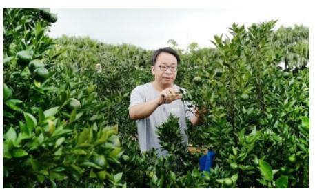 探秘新会陈皮人家:绿色种植技术引领产业高质量发展