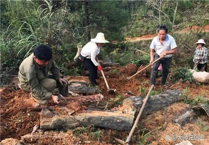被大家统称“消肿之最”的高产量药材，亩产高达1500斤，每斤20元 ...