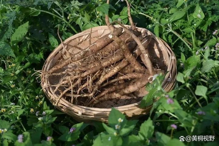 年利润高达30万的暴利种植：投资小，而且不愁销路。谁干谁发财！ ...