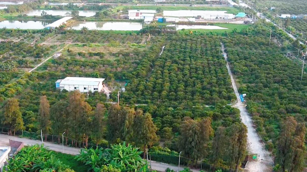新会陈皮头部品牌三良皮：自然干仓老陈皮凭良心良品定义道地品质 ...