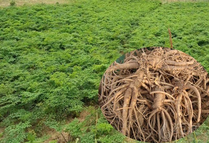 老樵聊三农:当归的种植方法及条件