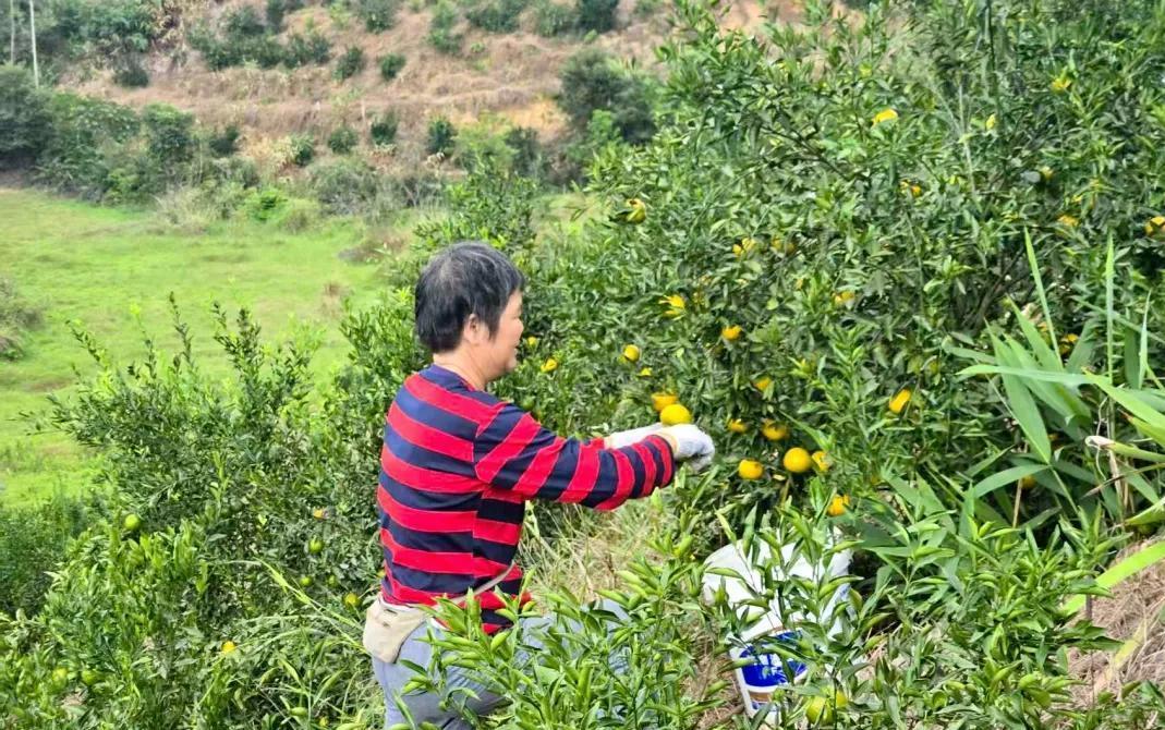 探秘泗纶陈皮:一块果皮如何带动千万产值,助力村民家门口就业 ...