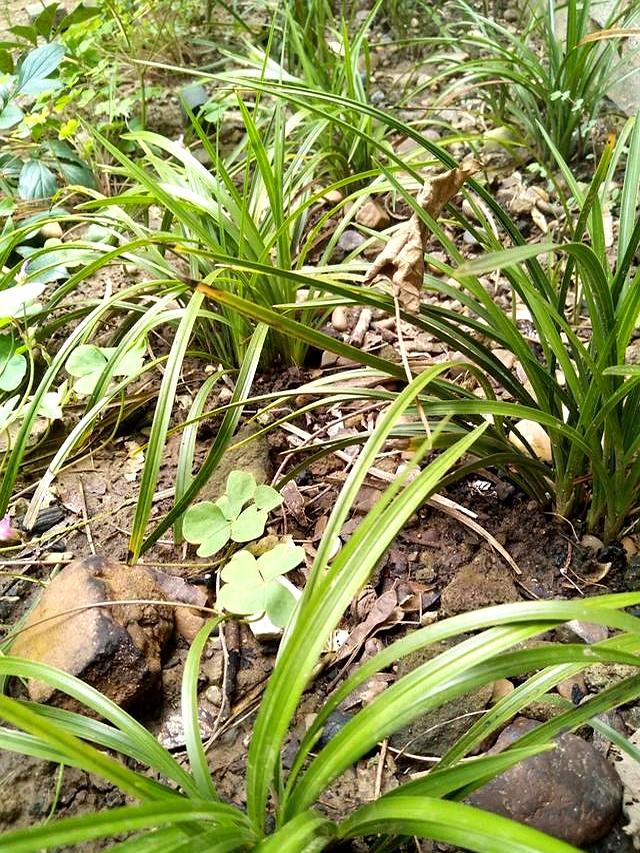 兰花种植小技巧精彩文章