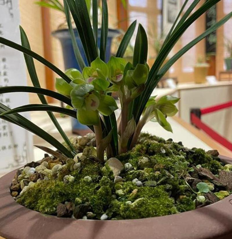 详解兰花栽种与日常养护技巧