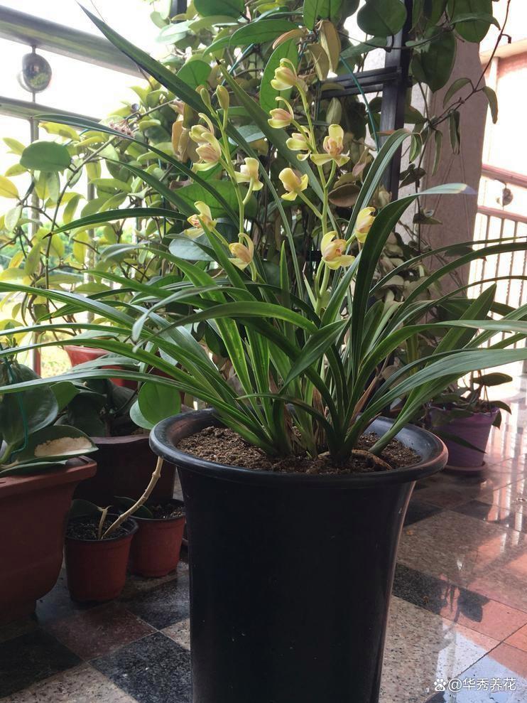 新手不会养兰花?根据3“喜好”来养,兰花越长越好