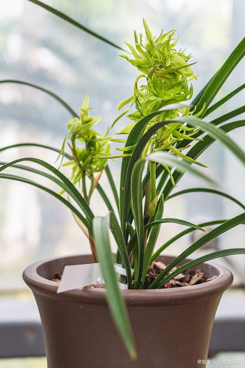兰花种植方法与技巧