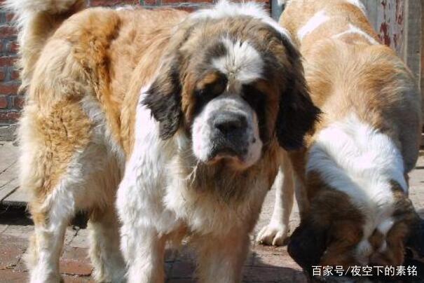 肉狗的养殖方法注意事项