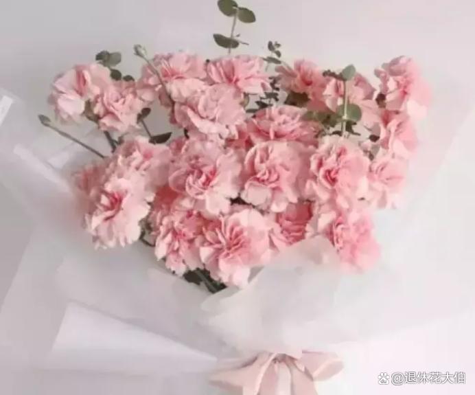 粉色康乃馨花语和寓意是什么？很多人不知道，“白白地”错过了 ...