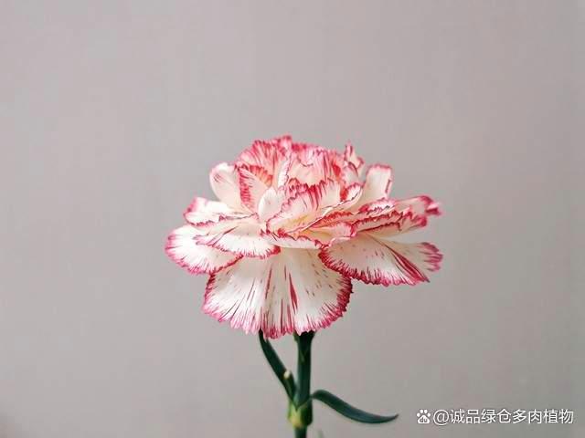 康乃馨：一朵有着千种寓意的花