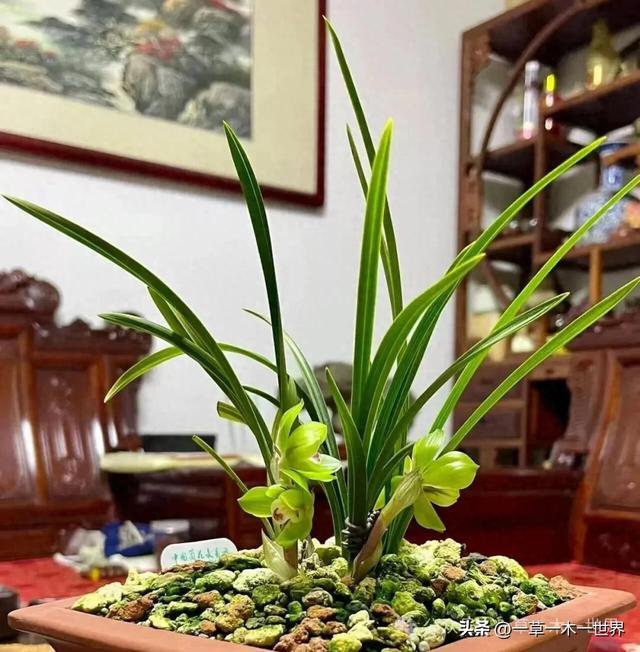 兰花要怎样种才好,怎样才不会烂根,做好这几点小白也能养 ...