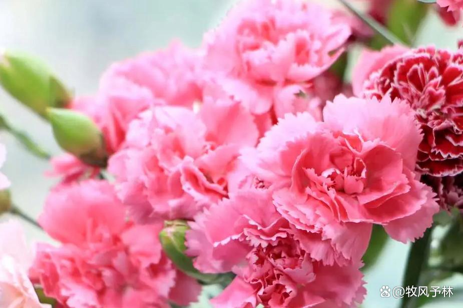 母亲节特辑：以康乃馨之名庆祝母爱的伟大——康乃馨的养护与花语 ...