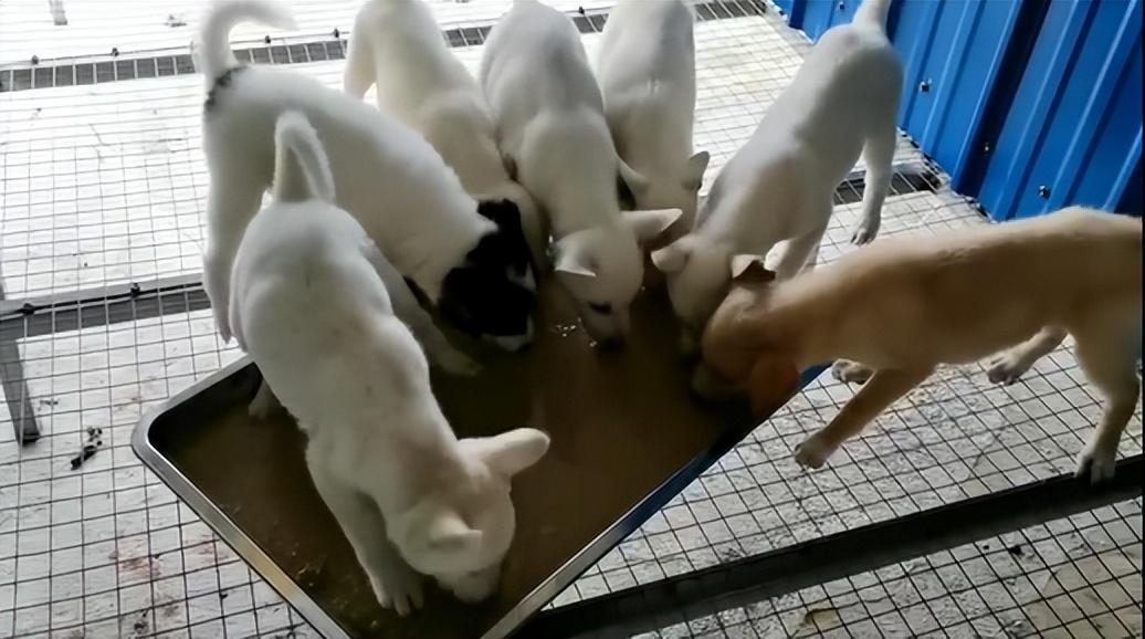 肉狗养殖巧用微生物技术（益生菌），狗场不臭狗病少效益好 ...