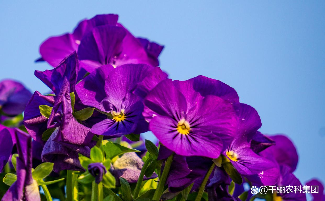 怎样种植兰花?兰花种植全攻略