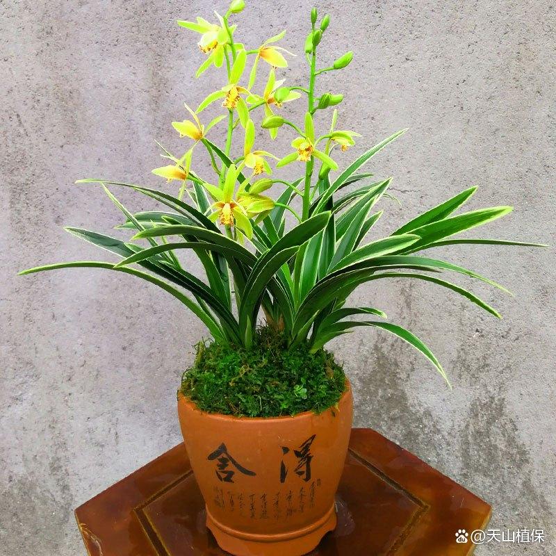 兰花种子的种植与发芽秘籍