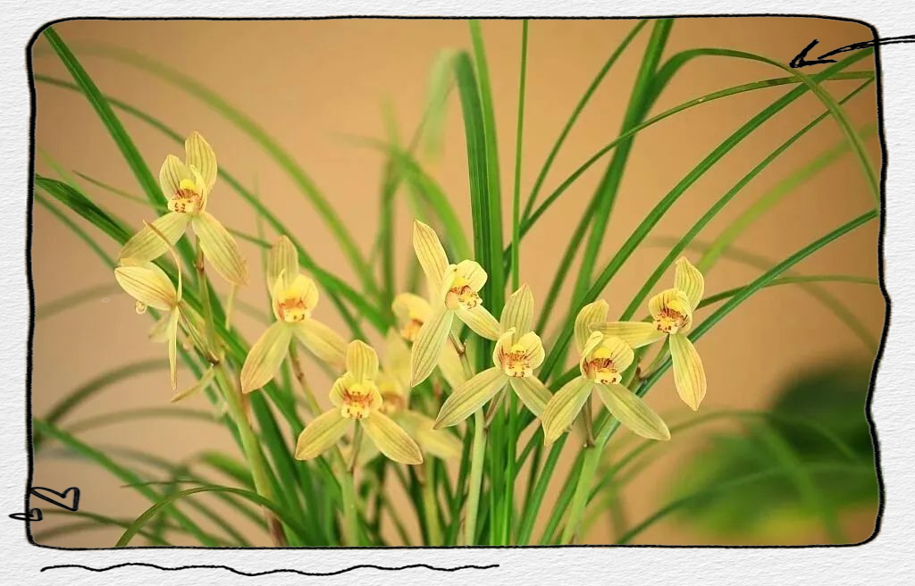 兰花养护指南:从种植到防病的全面策略