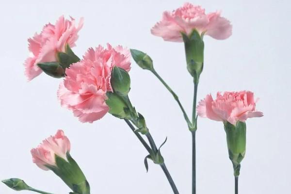 康乃馨的花语是什么？19朵康乃馨代表什么含义