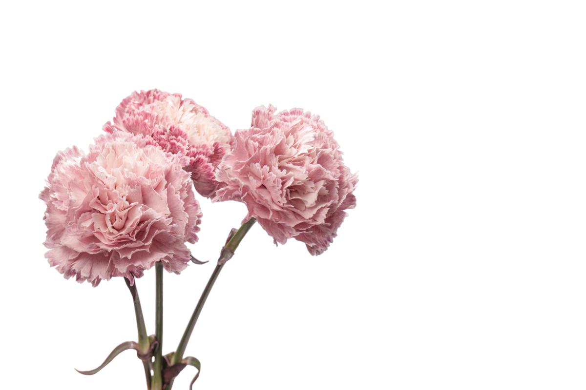 康乃馨——如温暖的阳光，花色丰富，花形独特，花语充满爱与关怀 ...