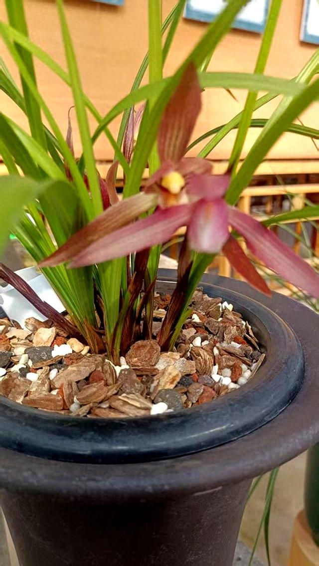 阳台兰花种植11个诀窍,掌握它们,兰花繁茂生长