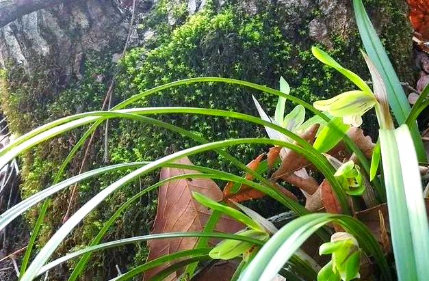 掌握这些技巧,轻松种植活兰花