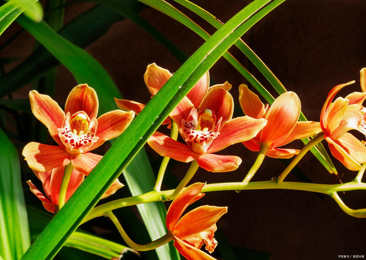 缤纷梦幻的兰花花海,全方位解锁兰花栽植养护技巧