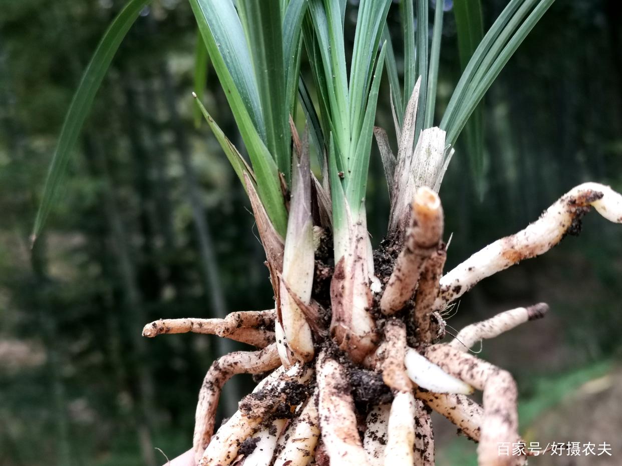 刚买的兰花怎么种植?按照这9步种植法,30天后兰苗就能成活 ...
