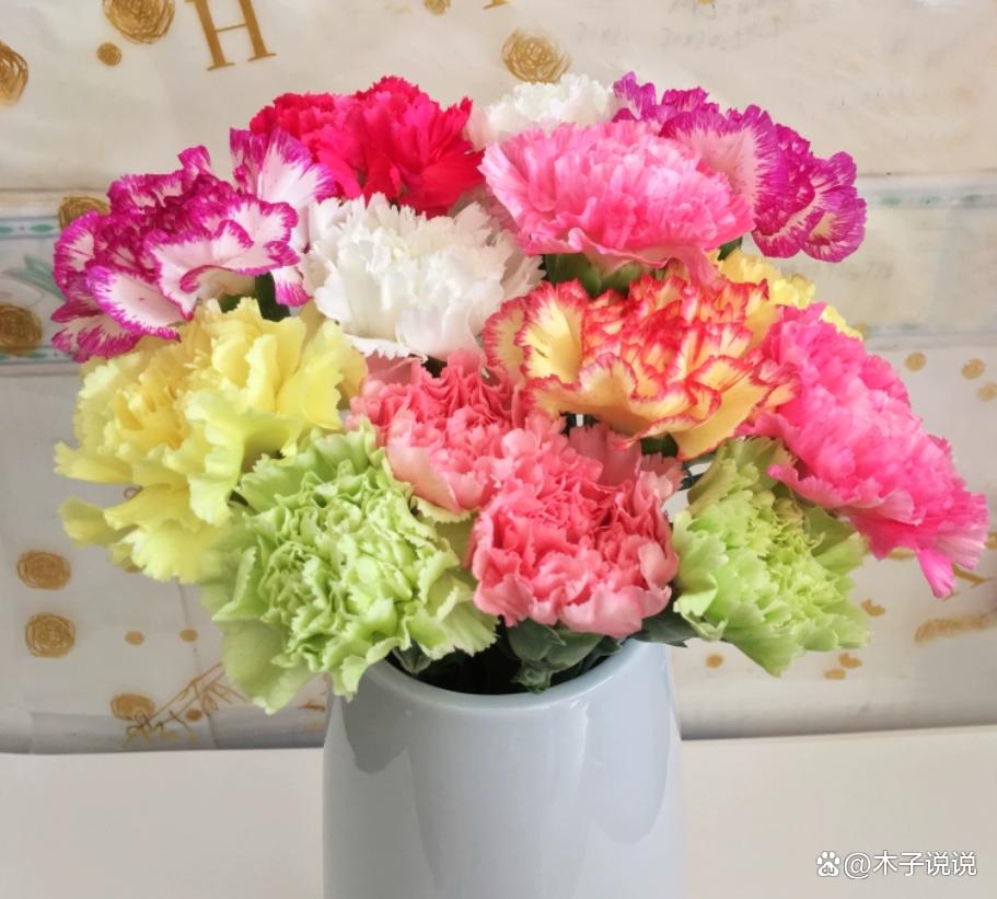 康乃馨不同颜色花语和寓意