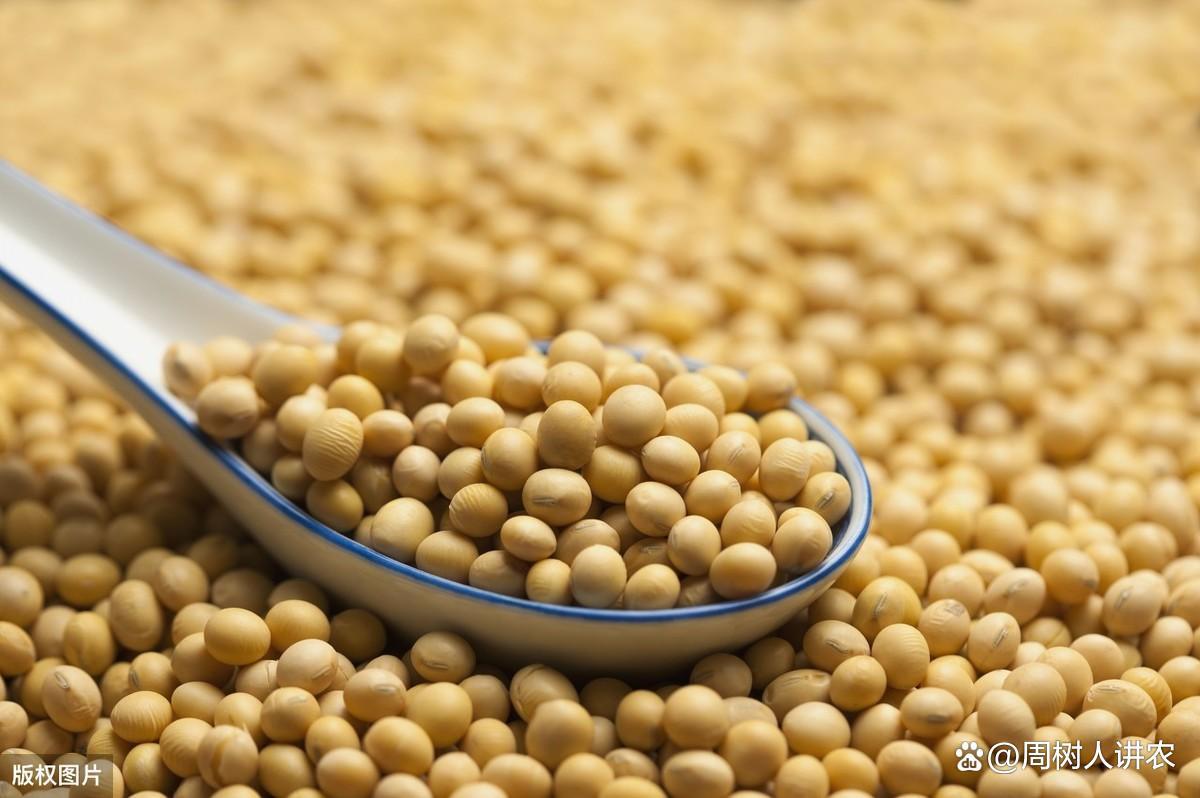 大豆高产栽培技术，掌握这种方法让高产很简单，一起来学学吧 ...