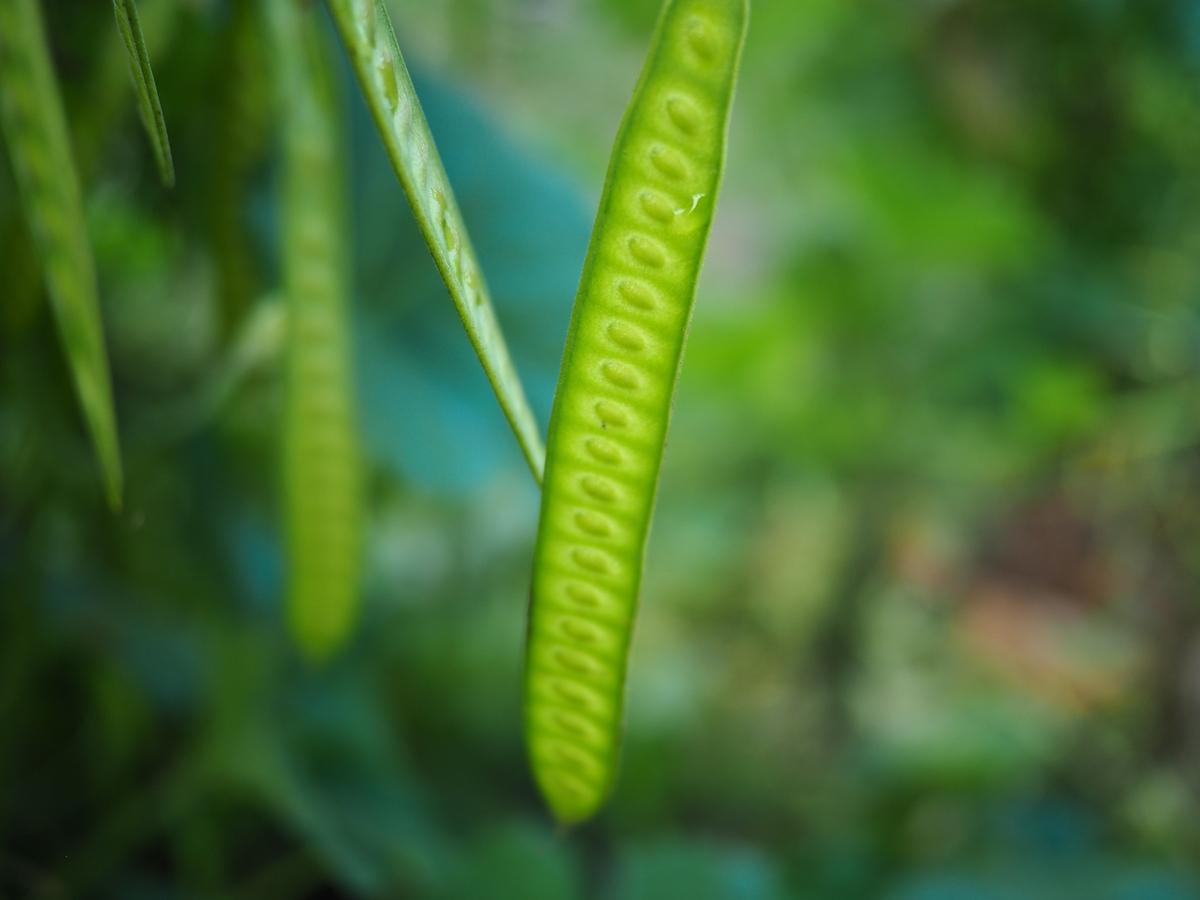 如何种植大豆？老农教你三招，豆荚挂满枝
