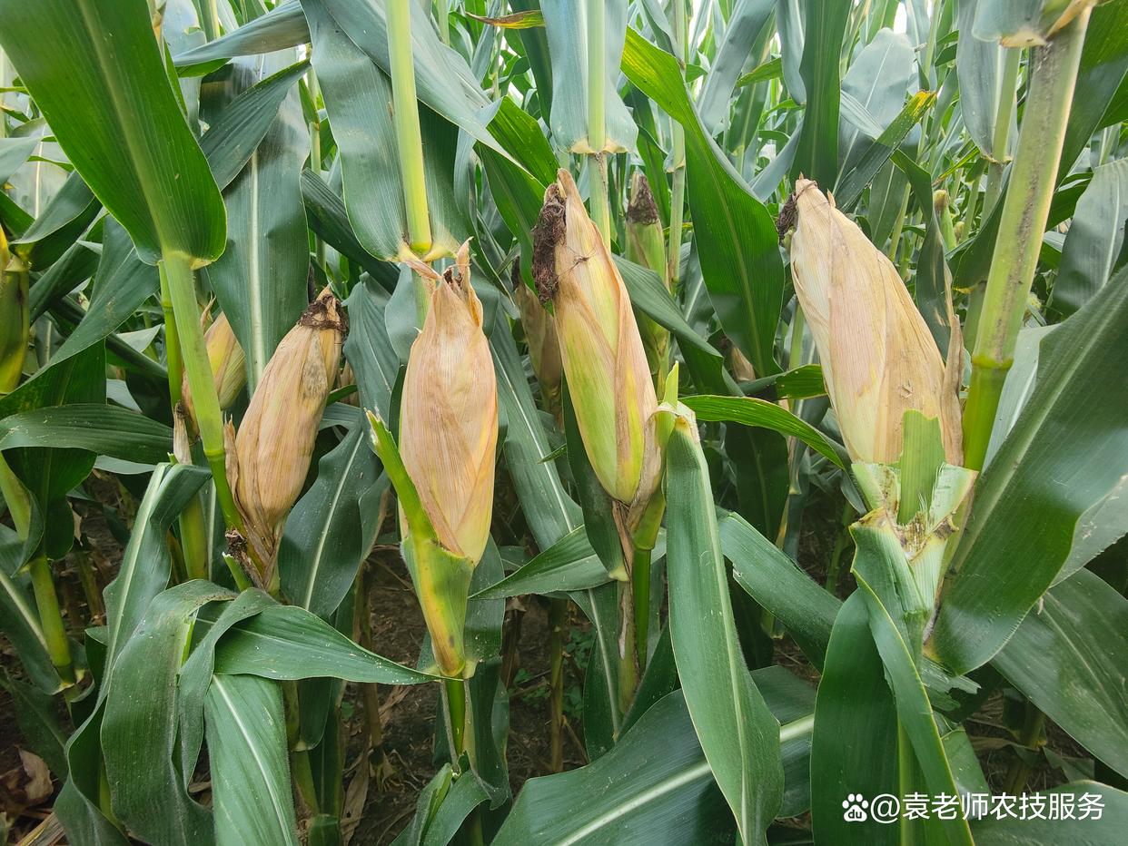 玉米的种植方法与时间