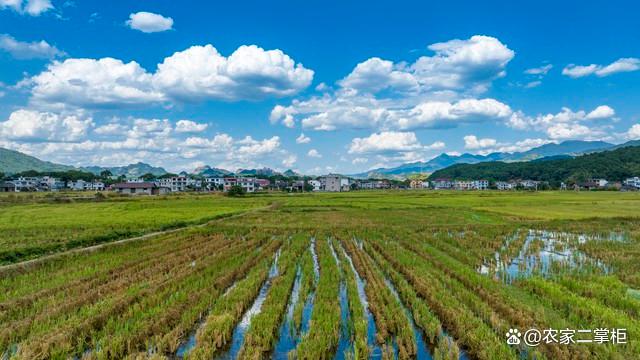 水稻种植技术详解