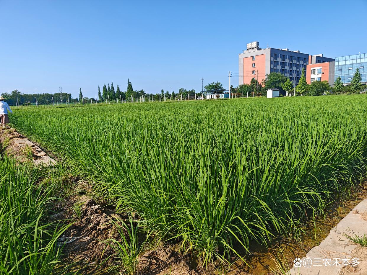 优质水稻高产栽培技术：粮安之本，科技之道