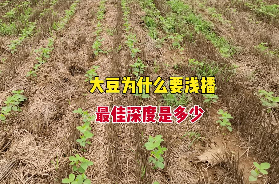 播种大豆宜浅不宜深，究竟多深最合适？掌握3个技巧，提高出苗率 ...