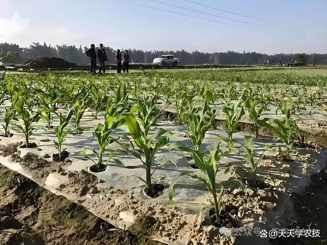 玉米全生育期高效栽培技术:从播种到收获的关键要点与管理策略 ...