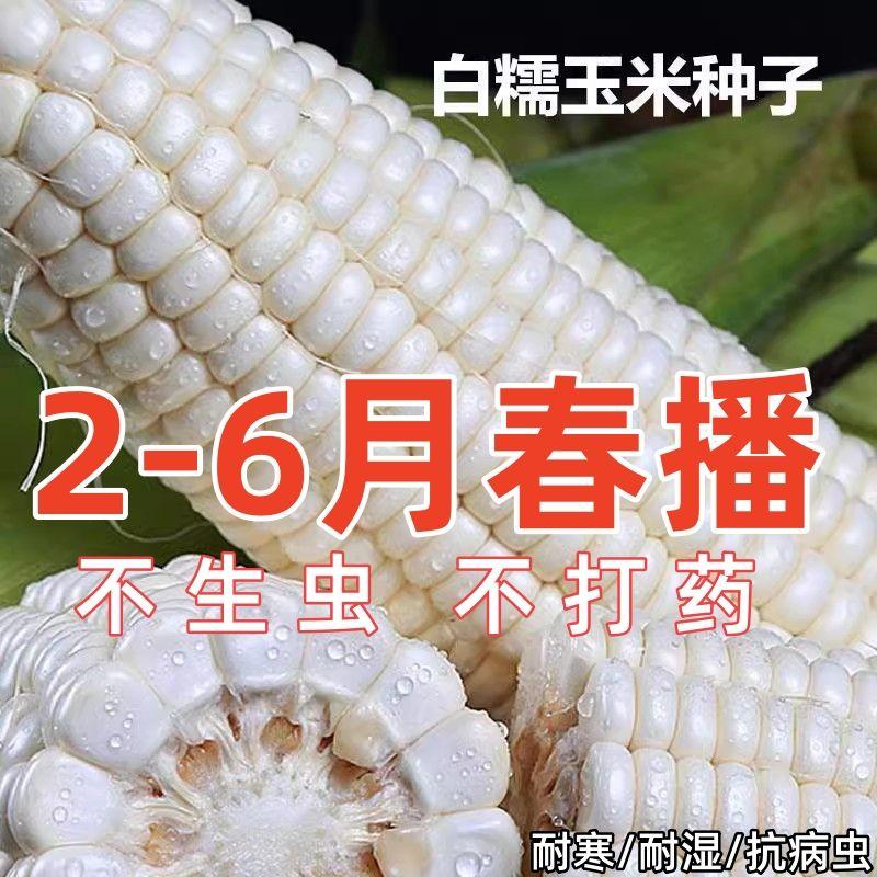 阳台种白糯玉米全攻略,老花农手把手教