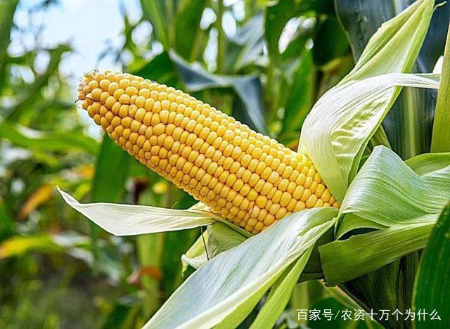 玉米种植，掌握好这10个小技巧，玉米穗大粒多，增产增收！