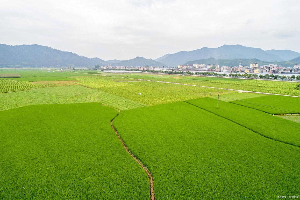 高效种植经验：水稻超高栽种技术要点