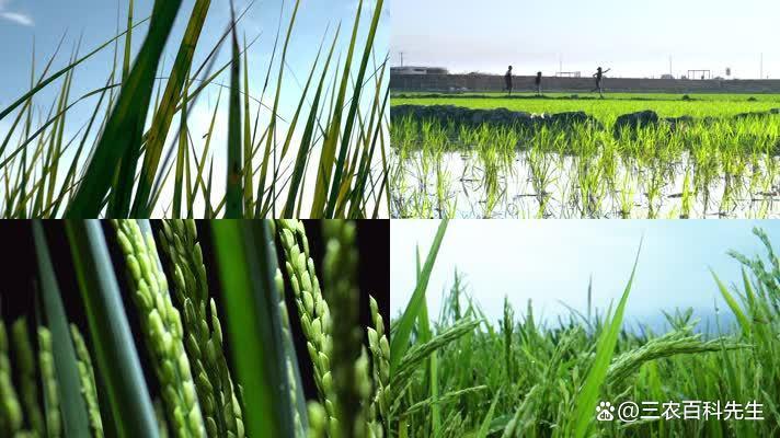 水稻种植技术：从选种到收获的全程指导