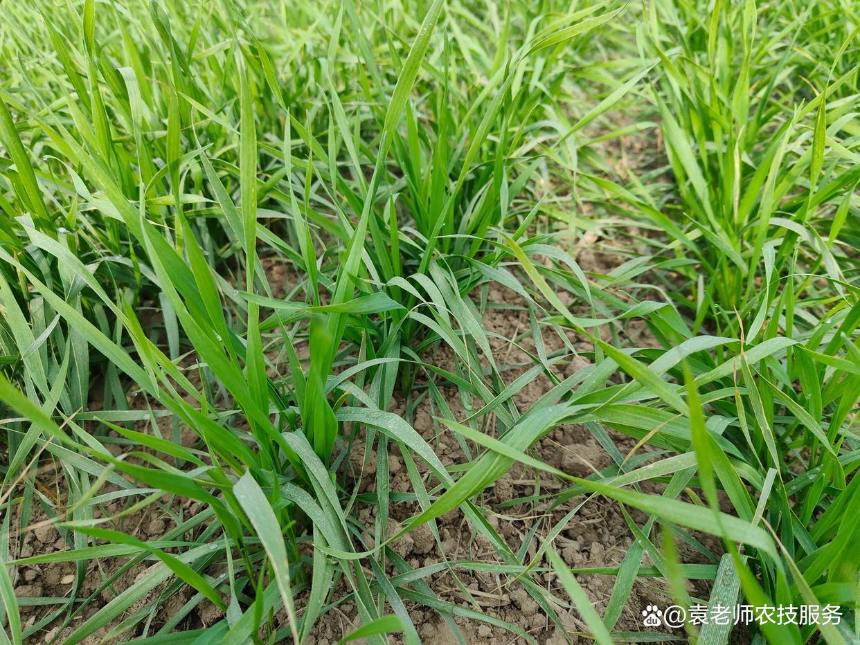 种小麦想高产，记住这几项技术要点