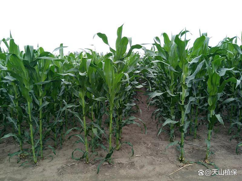 玉米播种全攻略：选对种、拌好药、控好深，一播全苗不是梦 ...