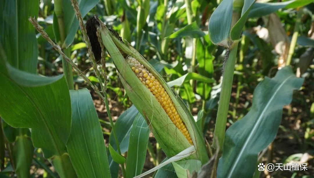玉米高产高效种植技术