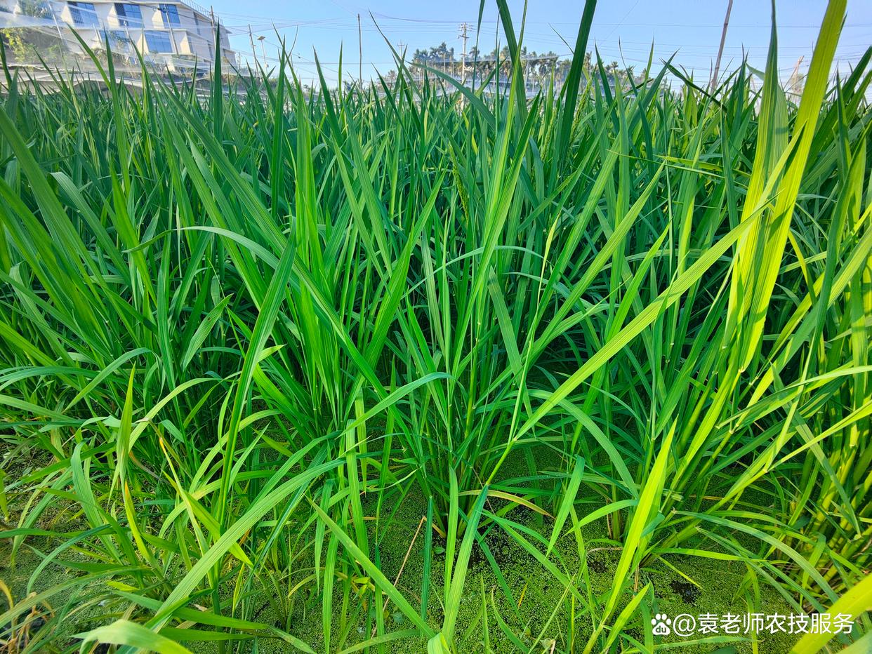 种稻子四个步骤，做好这四步，轻松获得高产
