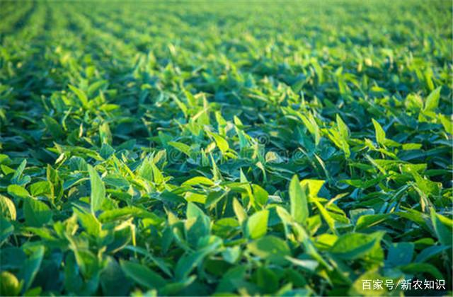 大豆的种植技术收藏好！该如何实施，点进来学习下吧