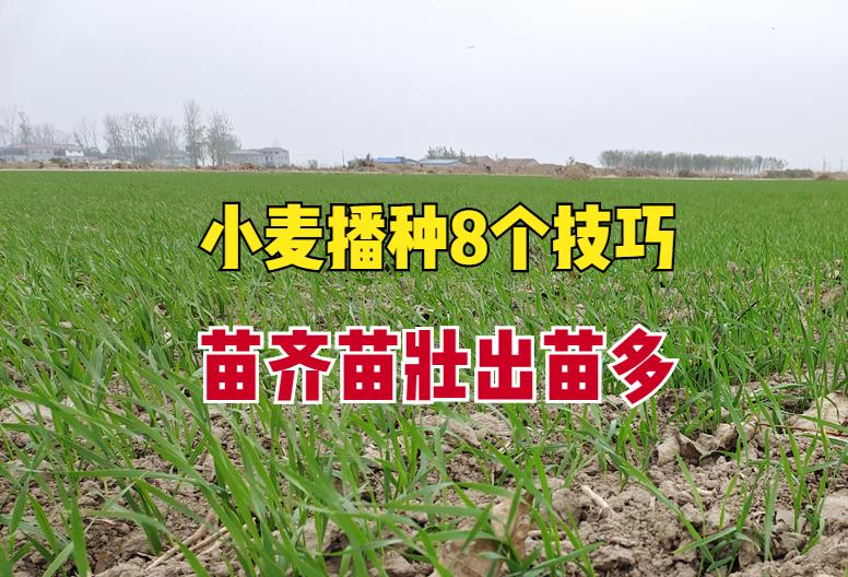 播种小麦如何实现一播全苗？学会8个技巧，出苗率高，苗齐又苗壮 ...