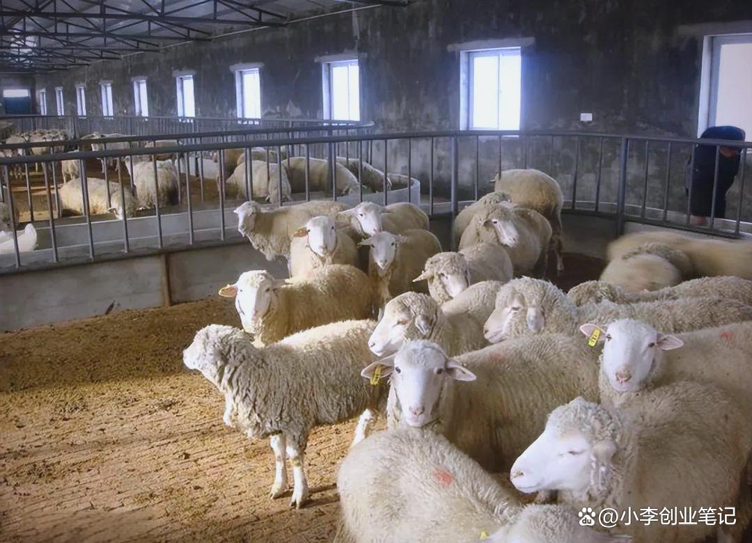 新手养羊必看！肉羊养殖全套技术，通俗易懂，零经验也能学！ ...