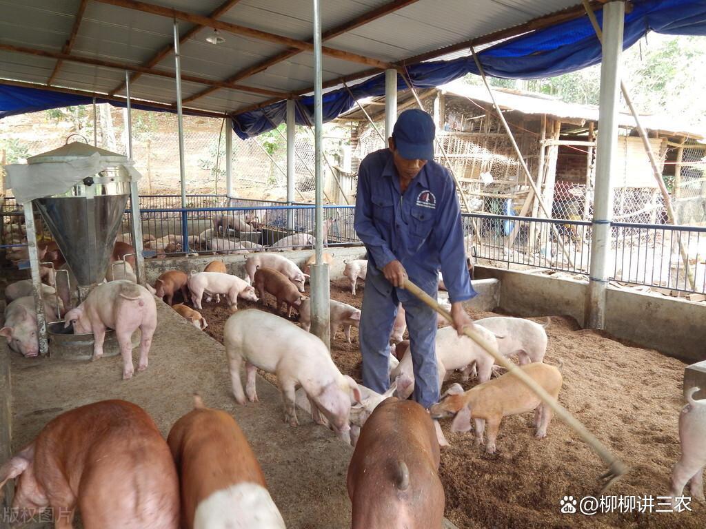 猪生态养殖技术，掌握饲养管理要点，做好这几点农民高产不是问题 ...