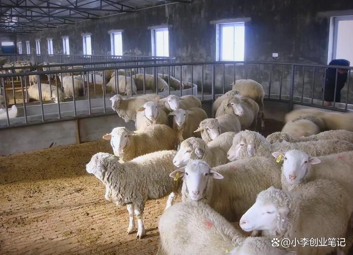 农村稳赚产业：科学养羊全套技术，普通人轻松靠养殖致富